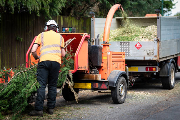 Best Tree Disease Treatment  in Choctaw Lake, OH
